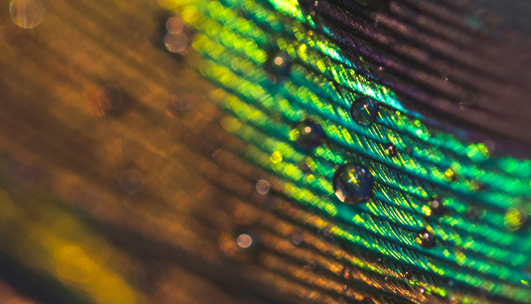macro-image-peacock-feather-with-water-drops 1-min